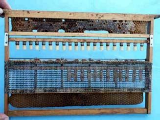 Dettaglio di una stecca con cupolini per l'allevamento di api regine e produzione di pappa reale