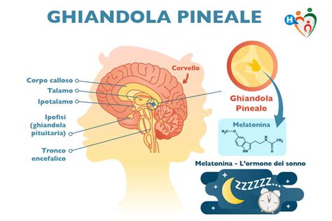 Ghiandola pineale e melatonina