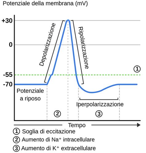 Grafico che illustra il meccanismo anticatabolico dell'HMB