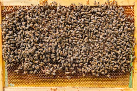 Alveare e api che lavorano