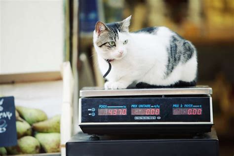 Bilancia per pesare un gatto