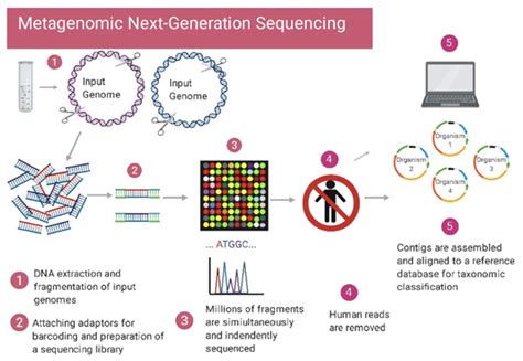 Schema del sequenziamento metagenomico