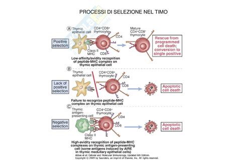 Schema del funzionamento dei linfociti T con LFA-1