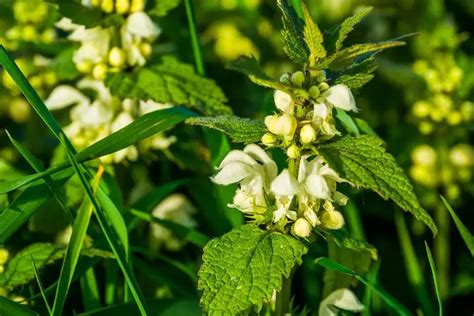 Una conchiglia con propoli e fiori di ortica
