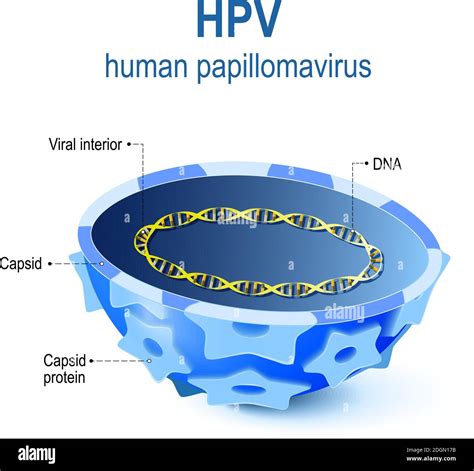 Diagramma che illustra la struttura del virus HPV