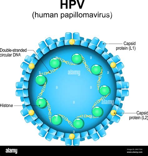 Schema che illustra la trasmissione del Papillomavirus Umano (HPV)