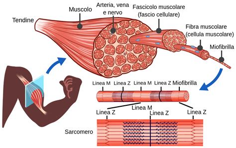 Infografica che mostra l'aumento del flusso sanguigno ai muscoli grazie all'arginina