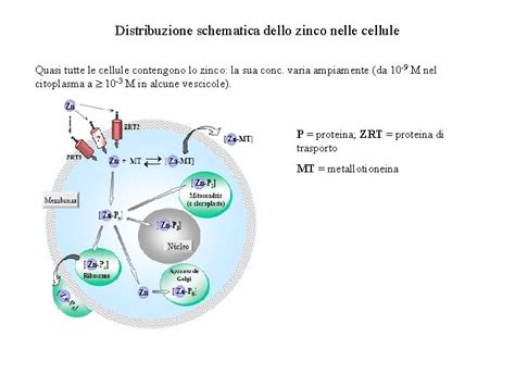 Rappresentazione schematica del ciclo dello zinco nel corpo umano