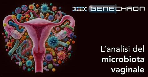 Schema del microbiota vaginale sano con predominanza di lattobacilli