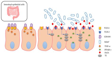 Rappresentazione schematica dell'azione del Lactobacillus Crispatus M247 nel riequilibrio del pH vaginale