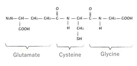 Struttura chimica della N-acetilcisteina e glutatione