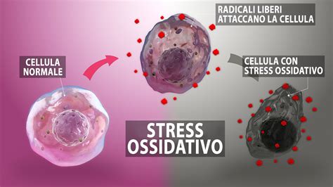 Grafico che mostra la riduzione dello stress ossidativo grazie al glutatione