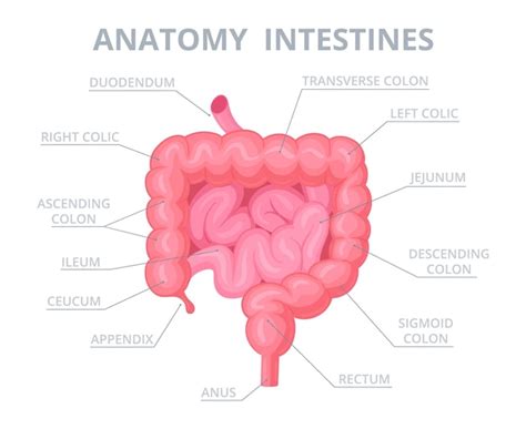Schema dell'intestino umano con evidenziate le aree di azione dei probiotici