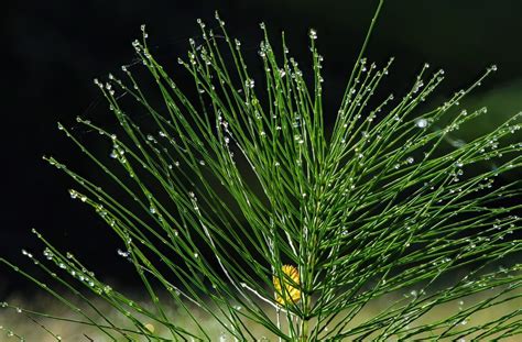 Equiseto in un ambiente naturale