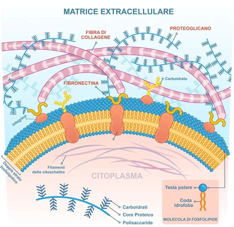 Rappresentazione schematica della struttura ossea e del ruolo del silicio