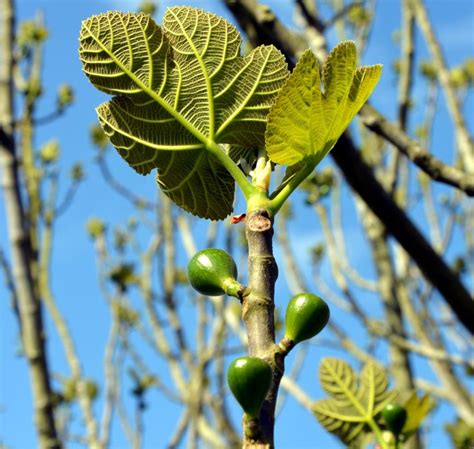 Albero di fico in un frutteto