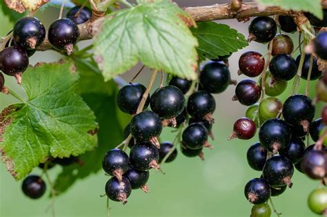 Schema del sistema digestivo e benefici del Ribes Nigrum