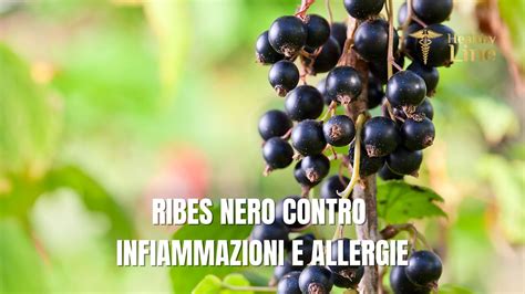 Infografica: Ribes Nigrum - rimedio naturale per allergie e infiammazioni