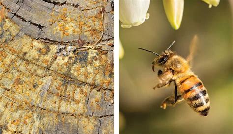 Api che raccolgono resina da una gemma d'albero