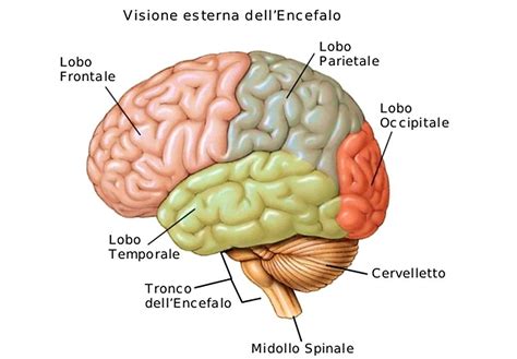 Schema del ruolo dell'Acetil-L-Carnitina nel cervello