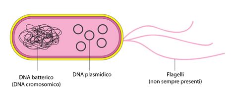 Schema dei pili batterici sensibili al mannosio