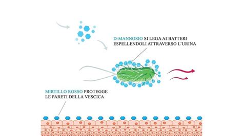 Diagramma del ciclo di infezione da E.Coli e l'azione del D-Mannosio