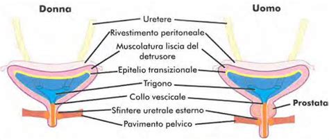 Schema anatomico della prostata e della vescica