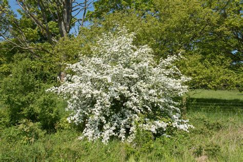 Pianta di biancospino in fiore