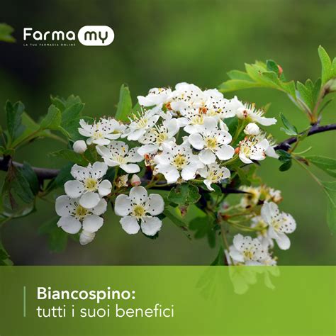 Infografica sui benefici del biancospino