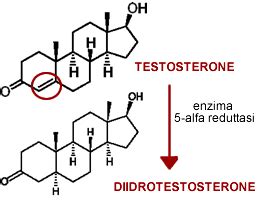 Schema sull'inibizione della 5-alfa-reduttasi da parte della Serenoa repens