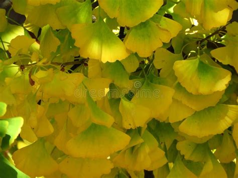 Foglie di Ginkgo Biloba in autunno