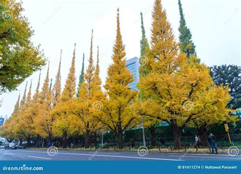 Viale di Ginkgo illuminato dall'autunno a Tokyo