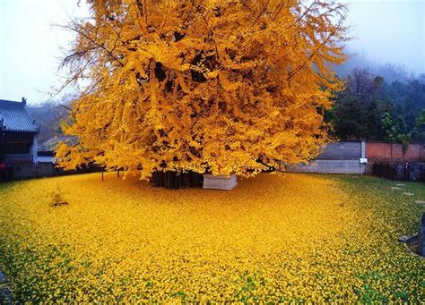 Il Grande Kikubo, un Ginkgo millenario