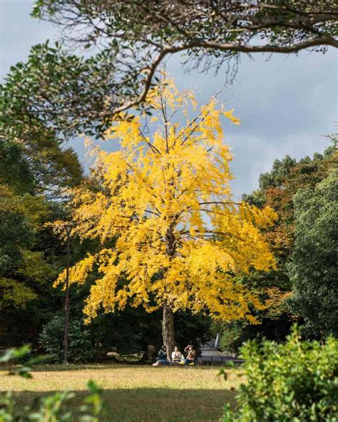 Ginkgo Biloba in un giardino giapponese