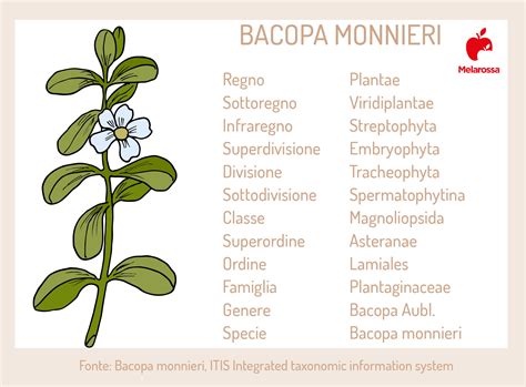 Illustrazione scientifica della pianta Bacopa monnieri