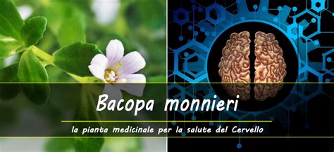 Infografica sui benefici della Bacopa Monnieri per il cervello