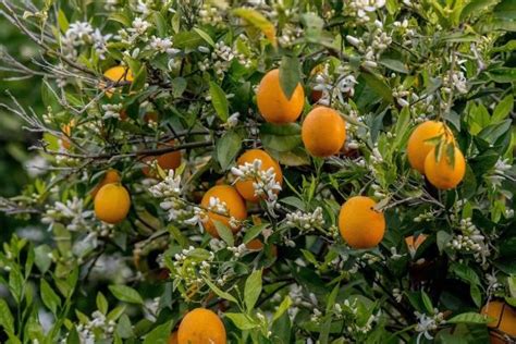 Albero di arancio con frutti e fiori