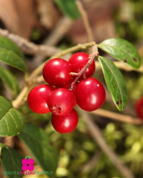 Frutti di mirtillo rosso