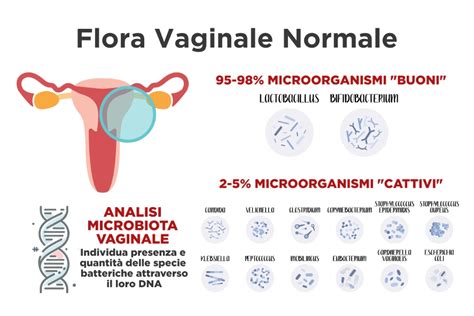Schema della flora vaginale sana con predominanza di lattobacilli