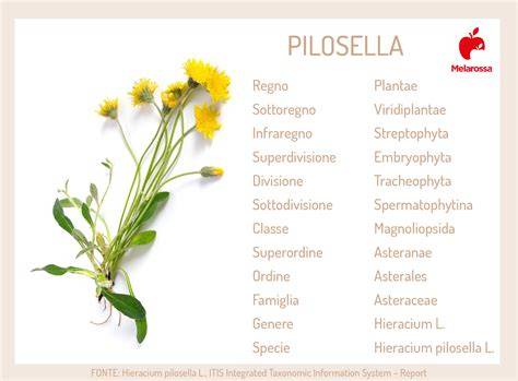 Schema dei benefici della pilosella