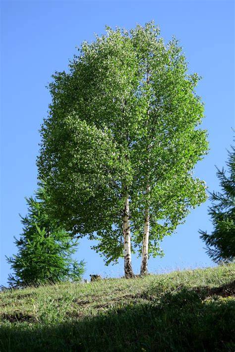 Albero di betulla