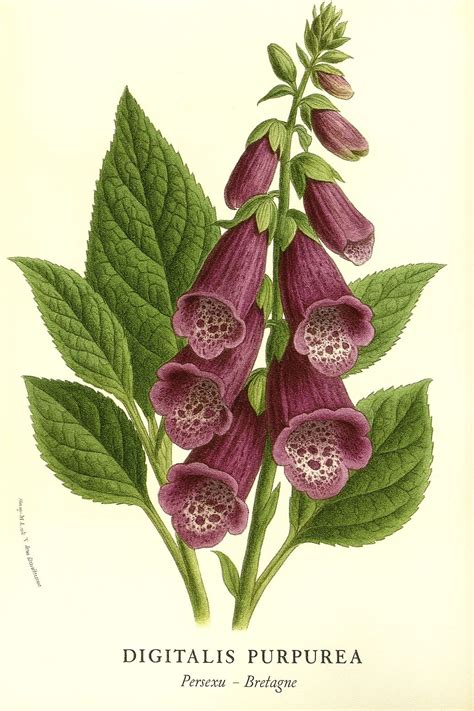 Illustrazione botanica dell'Echinacea purpurea con dettagli su fiori e radici