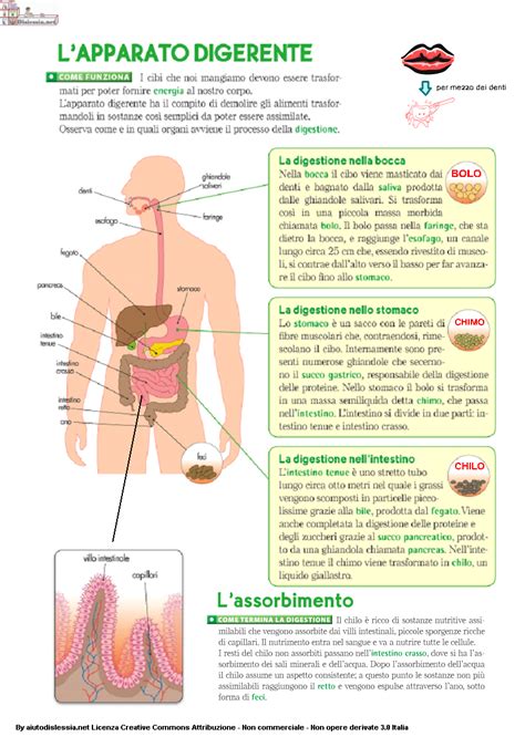 Infografica sull'apparato digerente