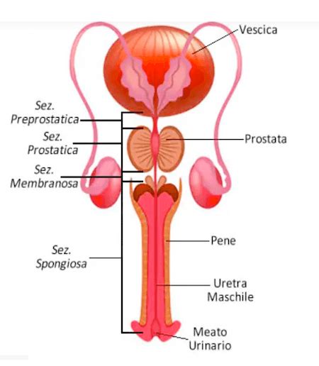 Schema dell'apparato urinario maschile e della prostata