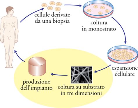 Schema della preparazione dell'idrogel e del suo uso nella coltura cellulare 3D
