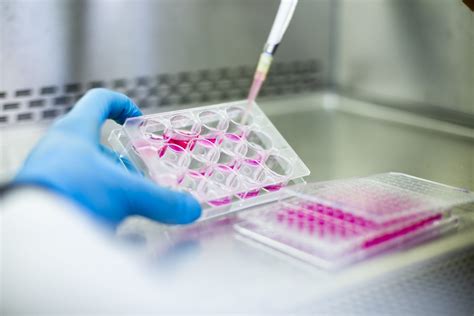 Micrografia di idrogel utilizzato come scaffold per coltura cellulare 3D