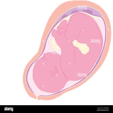 Immagine stilizzata di un feto in utero