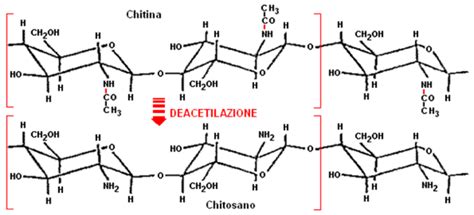 Struttura chimica della chitina e del chitosano