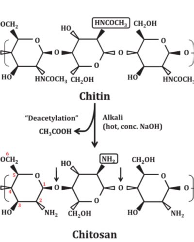 Applicazioni del chitosano in diversi settori