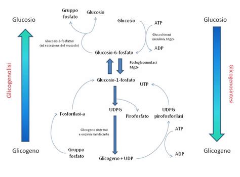 Schema del metabolismo del glucosio e del mannosio